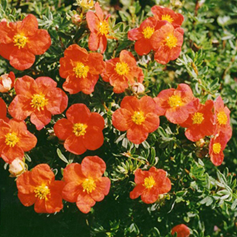       Potentilla fruticosa Red Ace  